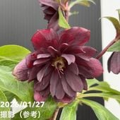 沈丁花 ジンチョウゲ 赤 5号ポット｜花木04-PA | 花木・庭木 | 赤塚