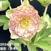 一点物】加藤農園 クリスマスローズ アンティークアフロディーテ 4.5号