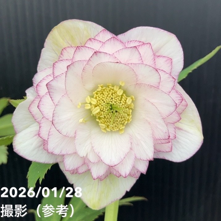 一点物】加藤農園 クリスマスローズ アフロディーテプリマヴェーラ 4.5