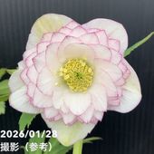 一点物】加藤農園 ソフトグラデーションクリスマスローズ