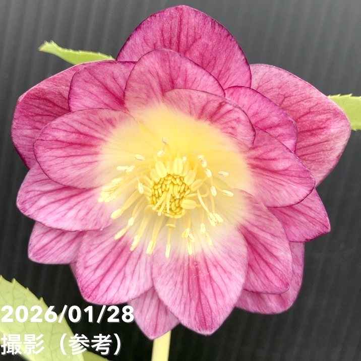 一点物】加藤農園 サンシャインゴールドクリスマスローズ イルミリオン