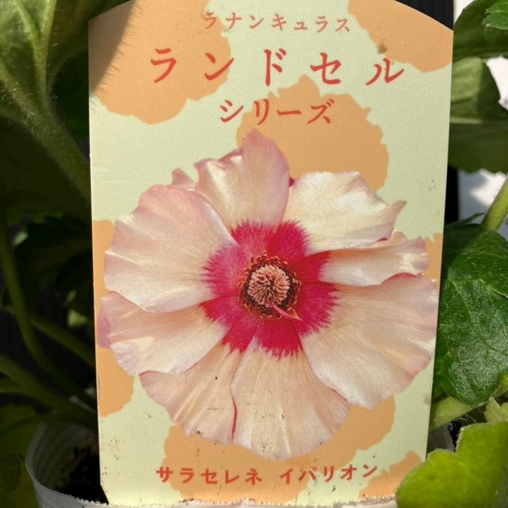 ラナンキュラス ランドセルシリーズ 3.5号 サラセレネ イパリオン PVP