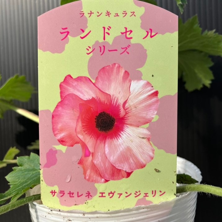 ラナンキュラス エヴァンジェリン