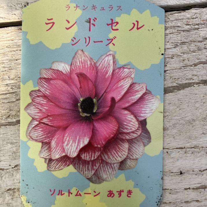 ラナンキュラス ランドセルシリーズ 3.5号 ソルトムーンあずき｜草花04-PA