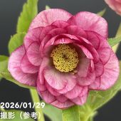 お買い得一点物咲き進み株】加藤農園 多弁クリスマスローズ