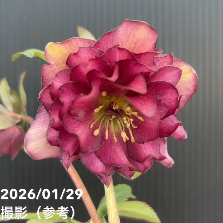 【お買い得一点物咲き進み株】加藤農園 クリスマスローズ グロッシーカラー 4.5号（KT91）｜山野04-PA