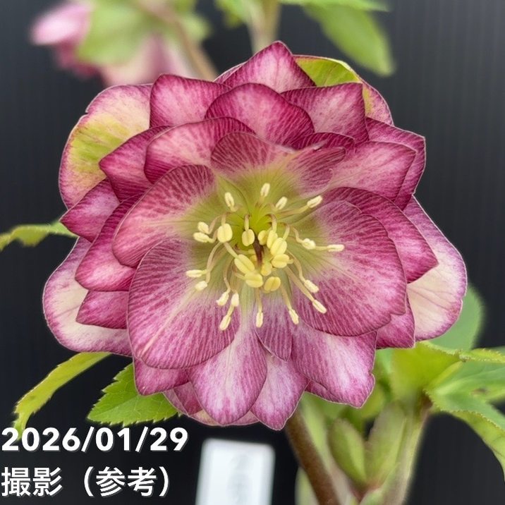 一点物】加藤農園 クリスマスローズ グロッシーカラー 4.5号（KT92