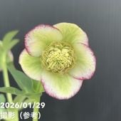 お買い得一点物咲き進み株】加藤農園 クリスマスローズ グロッシー