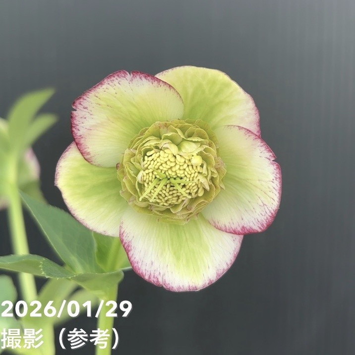 一点物】加藤農園 セミダブル系多弁クリスマスローズ モーリー 4.5号