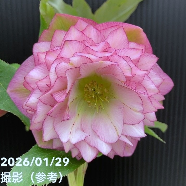 一点物】横山園芸 クリスマスローズ プリマドレス 4.5号（YK11）｜山野