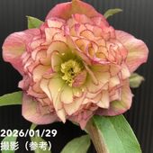 一点物】横山園芸 クリスマスローズ ベビードール（プチドール） 4.5号