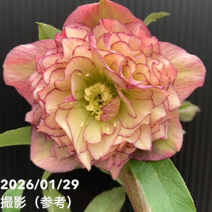 【お買い得一点物咲き進み株】横山園芸 クリスマスローズ プリマドレス 4.5号（YK12）｜山野04-PA