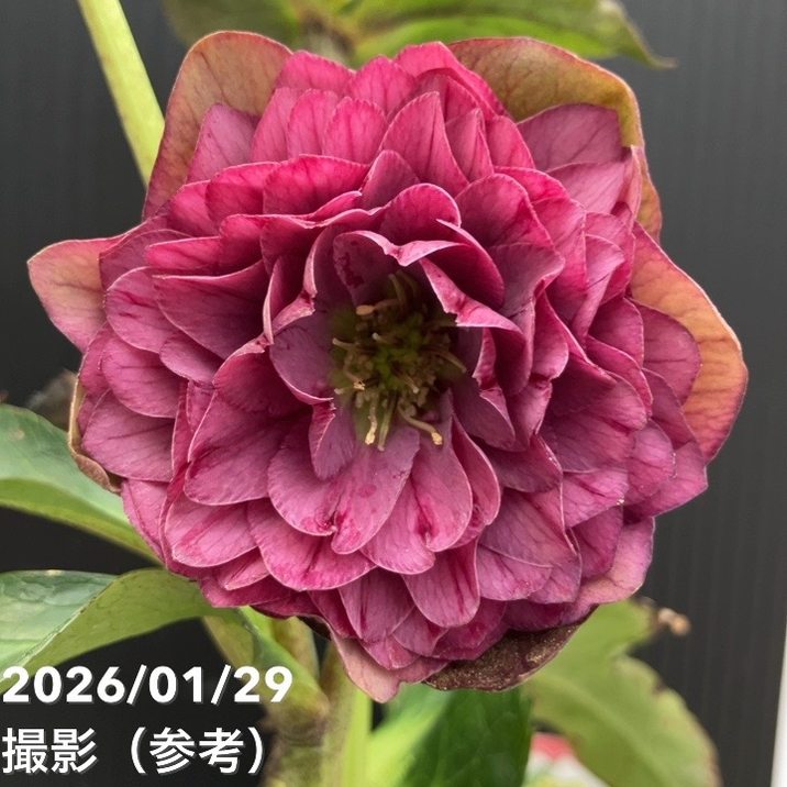【お買い得一点物咲き進み株】横山園芸 クリスマスローズ プリマドレス 4.5号（YK13）｜山野04-PA