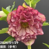 一点物】加藤農園 クリスマスローズ アンティークモーリー 4.5号（KT90