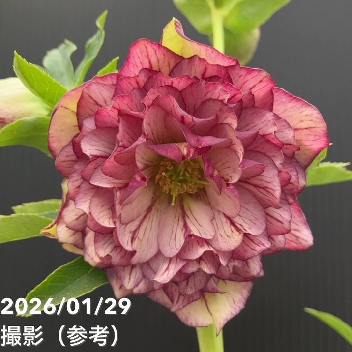 【お買い得一点物咲き進み株】横山園芸 クリスマスローズ プリマドレス 4.5号（YK14）｜山野04-PA