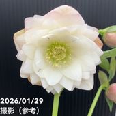 お買い得一点物咲き進み株】加藤農園 クリスマスローズ アフロディーテ