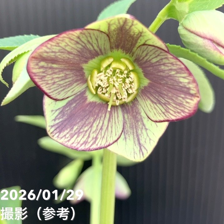 一点物】横山園芸 クリスマスローズ ベビードール（プチドール） 4.5号