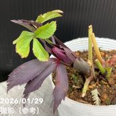 現品お届け】エケベリア 3.5号 ブラックプリンス錦（1）｜観葉10-TU