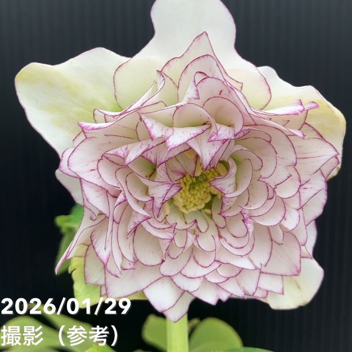 草花,クリスマスローズ,クリスマスローズ一点物の購入なら赤塚植物園