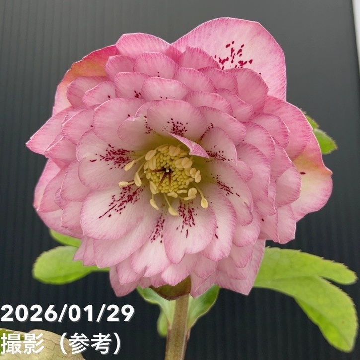 【一点物】松村ナーセリー クリスマスローズ Muliti Petal Double mix 4号（MA7）｜山野04-PA