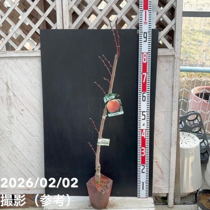 桃 ひめまるこ 5号 PVP｜果樹04-PA