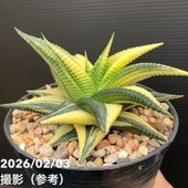 【オレのレオ】ハオルチア ハオルチア 2.5号 Sp.aff.Dekenanii［3-09］｜観葉02-D2 | 観葉・多肉