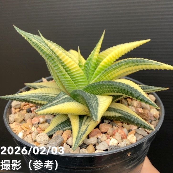 現品お届け】斑入りハオルチア 瑠璃殿錦 4号｜観葉10-TU | 観葉・多肉