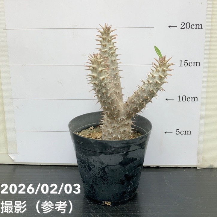 すべての商品の購入なら赤塚植物園オンライン 花の音｜花苗