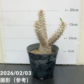 斑入りパキラ ミルキーウェイ 5号｜観葉04-PA | 観葉・多肉,パキラ