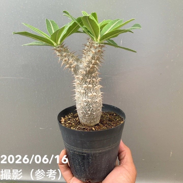 【お買い得！】パキポジウム デンシフロルム 3.5号｜観葉10-TU