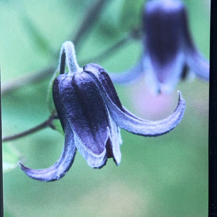 クレマチス インテグリフォリア系（半つる性）ファッシネーション PVP 4号｜草花04-PA