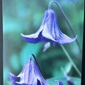 クレマチス インテグリフォリア系（半つる性）ファッシネーション PVP