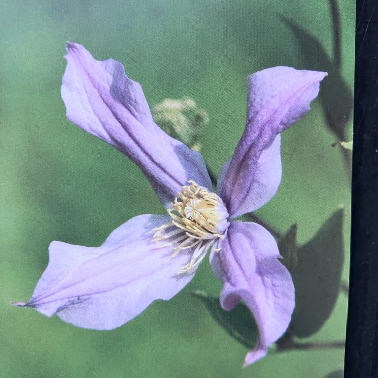 クレマチス インテグリフォリア系（半つる性）ミルキー・ウェイ PVP 4号｜草花04-PA