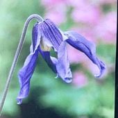 アガベ 5号 アメリカーナ 華厳（けごん）｜観葉04-PA | 観葉・多肉