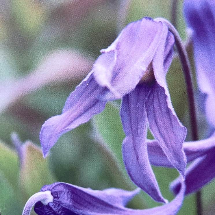 クレマチス インテグリフォリア系（木立性）ヘンダーソニー 4号｜草花04-PA