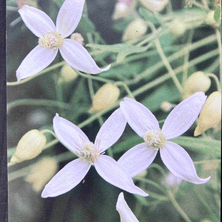 クレマチス オリエンタリス タングチカ系 サンダンス 4号｜草花04-PA