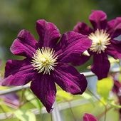クレマチス アーマンディ系 アップルブロッサム 4号｜草花10-TU | 草花