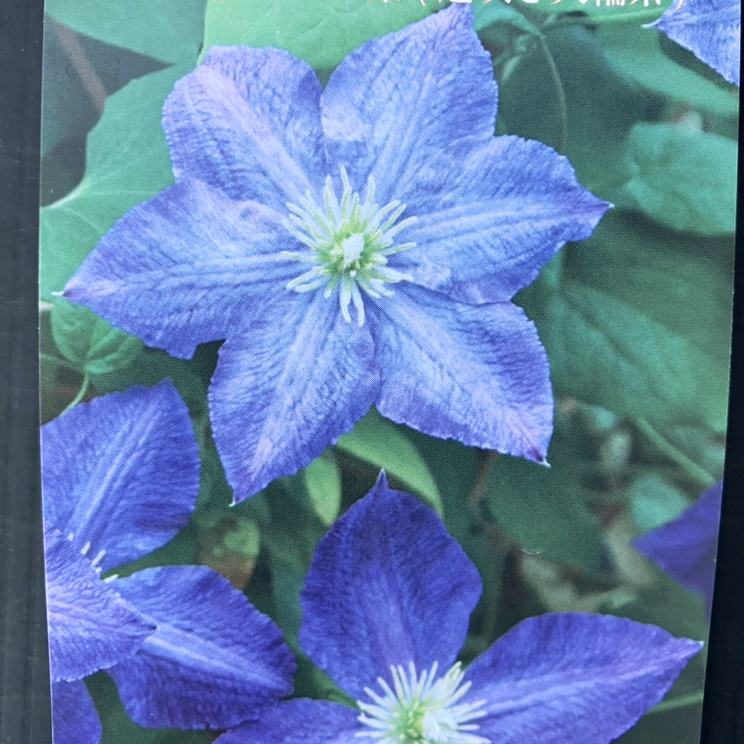 クレマチス ジャックマニー系（遅咲き大輪系）シルビ 4号｜草花04-PA