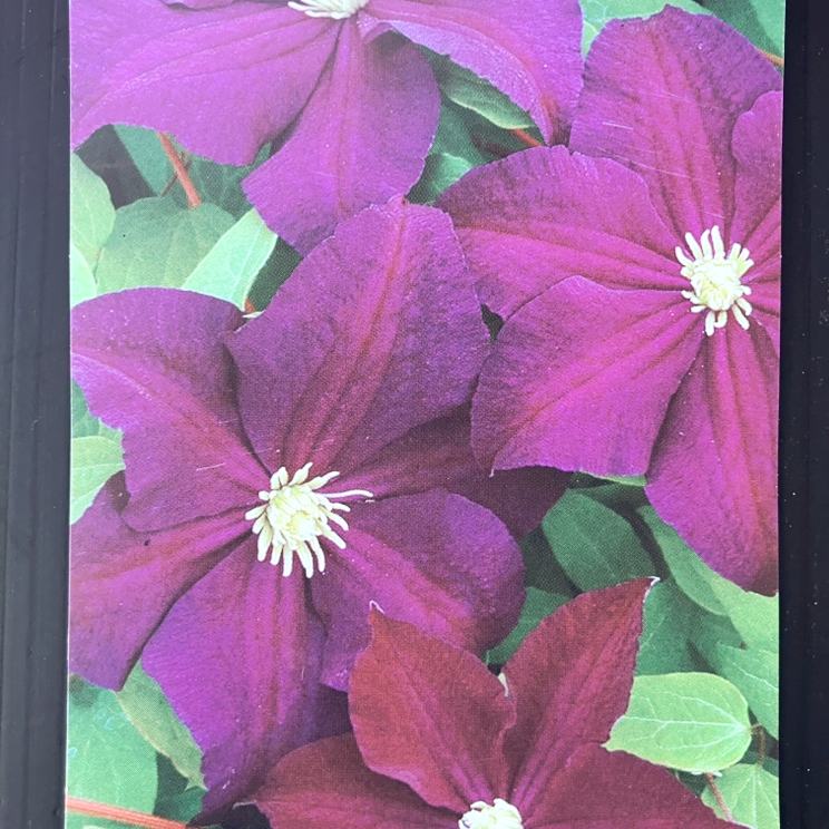 クレマチス ジャックマニー系（遅咲き大輪系）ビオラ 4号｜草花04-PA