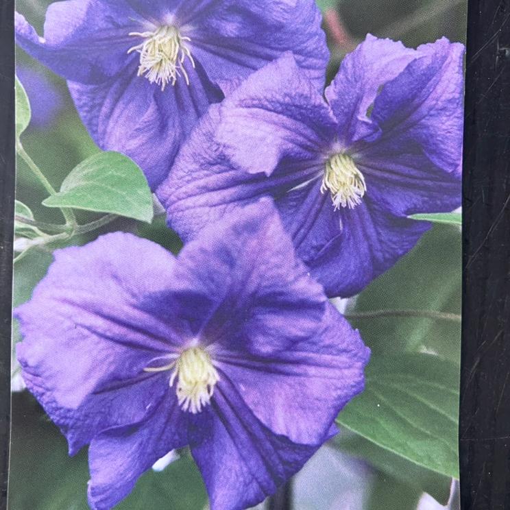 クレマチス ジャックマニー系（遅咲き大輪系）ペルル・ダジュール 4号｜草花04-PA