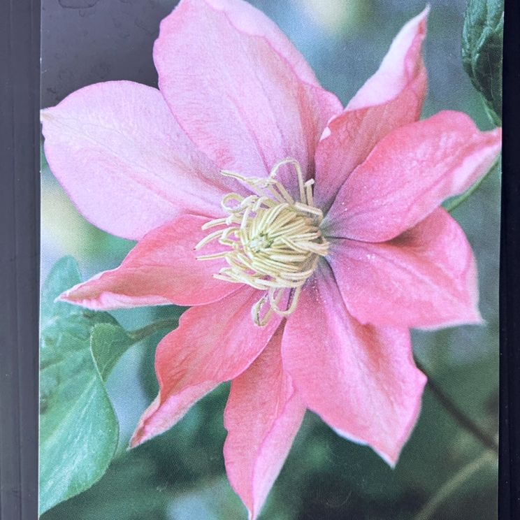 クレマチス パテンス系（早咲き大輪系）リトル・マーメイド 4号｜草花04-PA