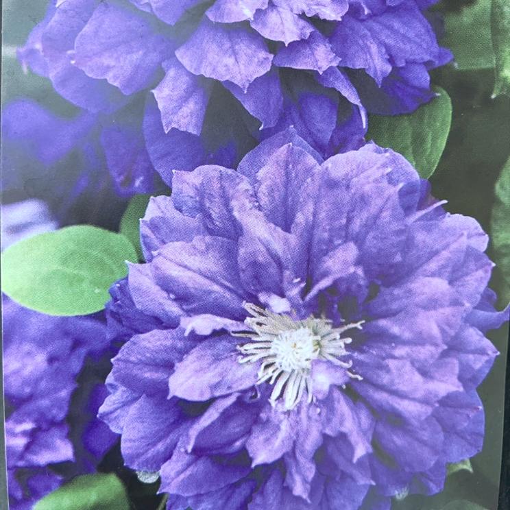 クレマチス パテンス八重系（早咲き大輪系）キリ・テ・カナワ 4号｜草花04-PA