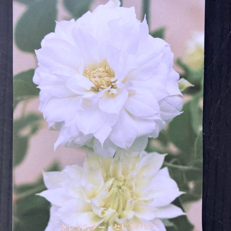 クレマチス パテンス八重系（早咲き大輪系）庭のよろこび 4号｜草花04-PA