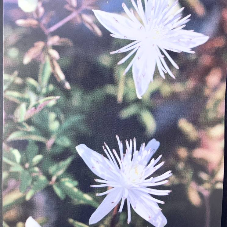草花,クレマチスの購入なら赤塚植物園オンライン 花の音｜花苗