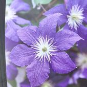 クレマチス アーマンディ系 アップルブロッサム 5号｜草花10-TU | 草花