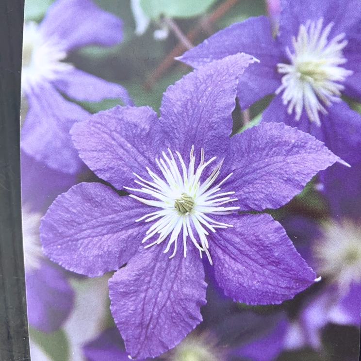 クレマチス ビチセラ系 ウィズリー 4号｜草花04-PA