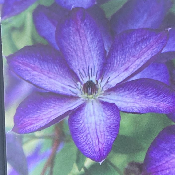 クレマチス ビチセラ系 ベノーサ・バイオラシア（ヴェノサ