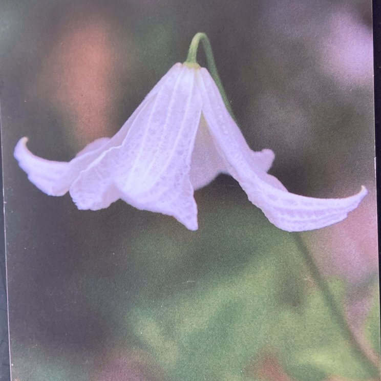 クレマチス ビチセラ系 ホーゲルビー・ホワイト 4号｜草花04-PA | 草花