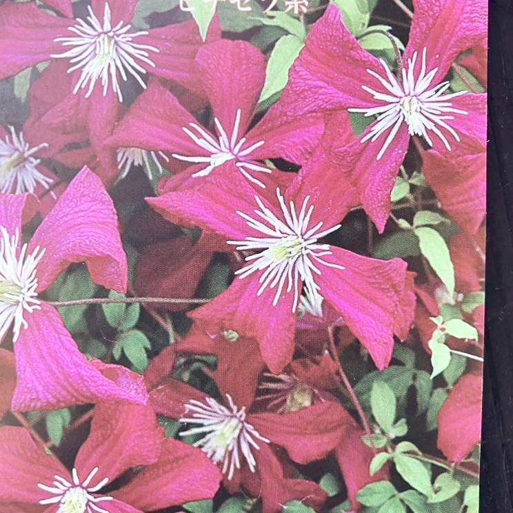 クレマチス ビチセラ系 マダム・ジュリア・コレボン 4号|草花04-PA