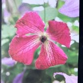 お買い得一点物咲き進み株】加藤農園 セミダブル系多弁クリスマス